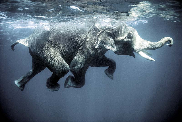Swimming elephants Слоны