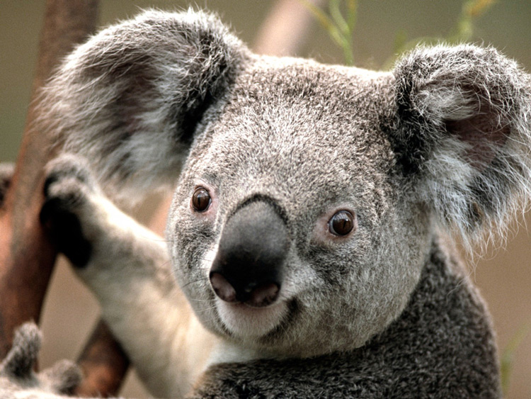 коала Источник фото: animal-backgrounds.com Коала, или сумчатый медведь
