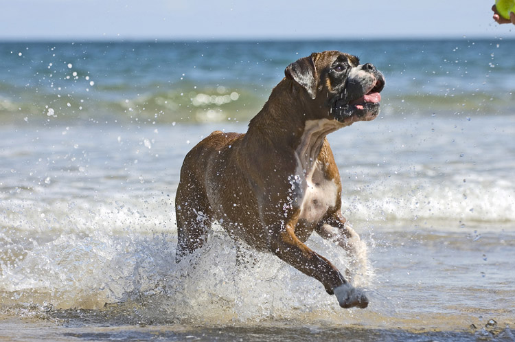 боксер Источник фото k9ers.com Боксер